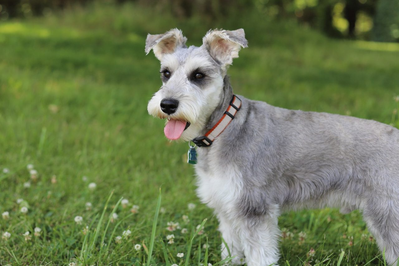 Small-breed grooming specialty