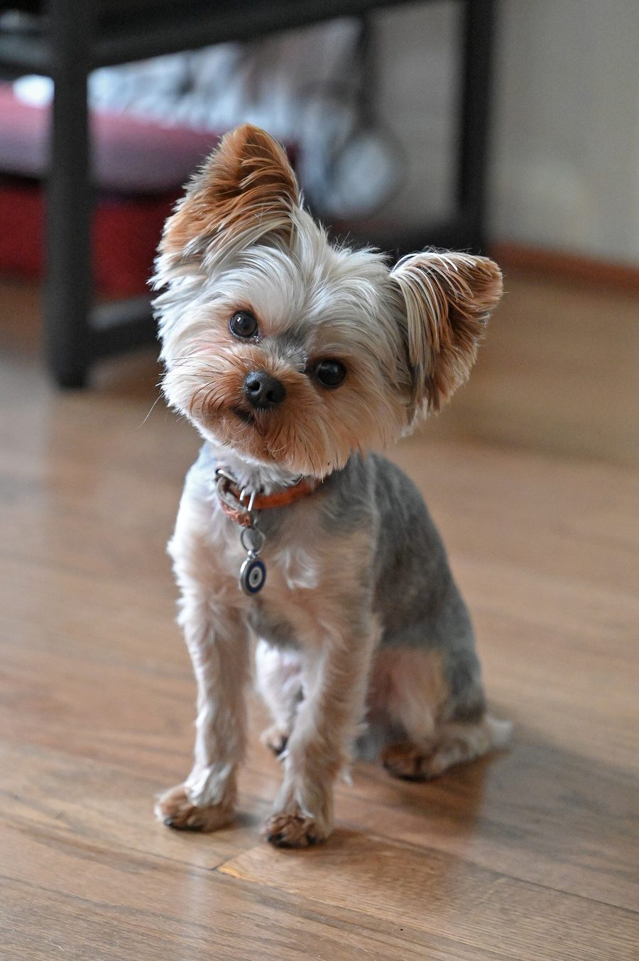 Freshly groomed Yorkie — toy-breed specialty fit for Laurel's Pet Grooming